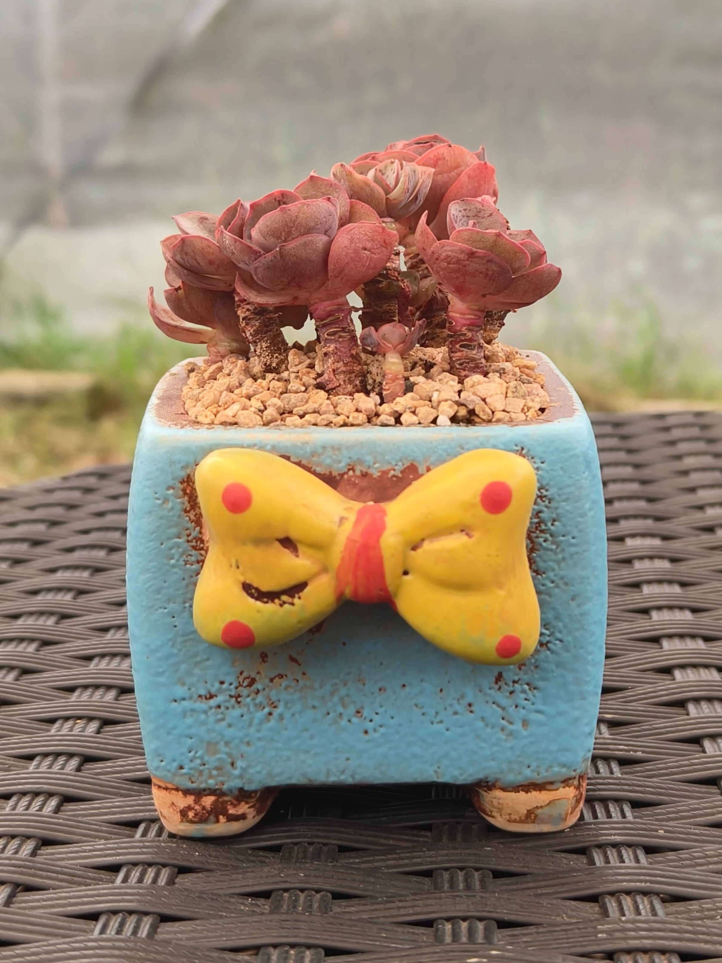 Succulent Festive Yellow Bow Square Planter – Echeveria ‘Suyon’ - SlowBloomGreens