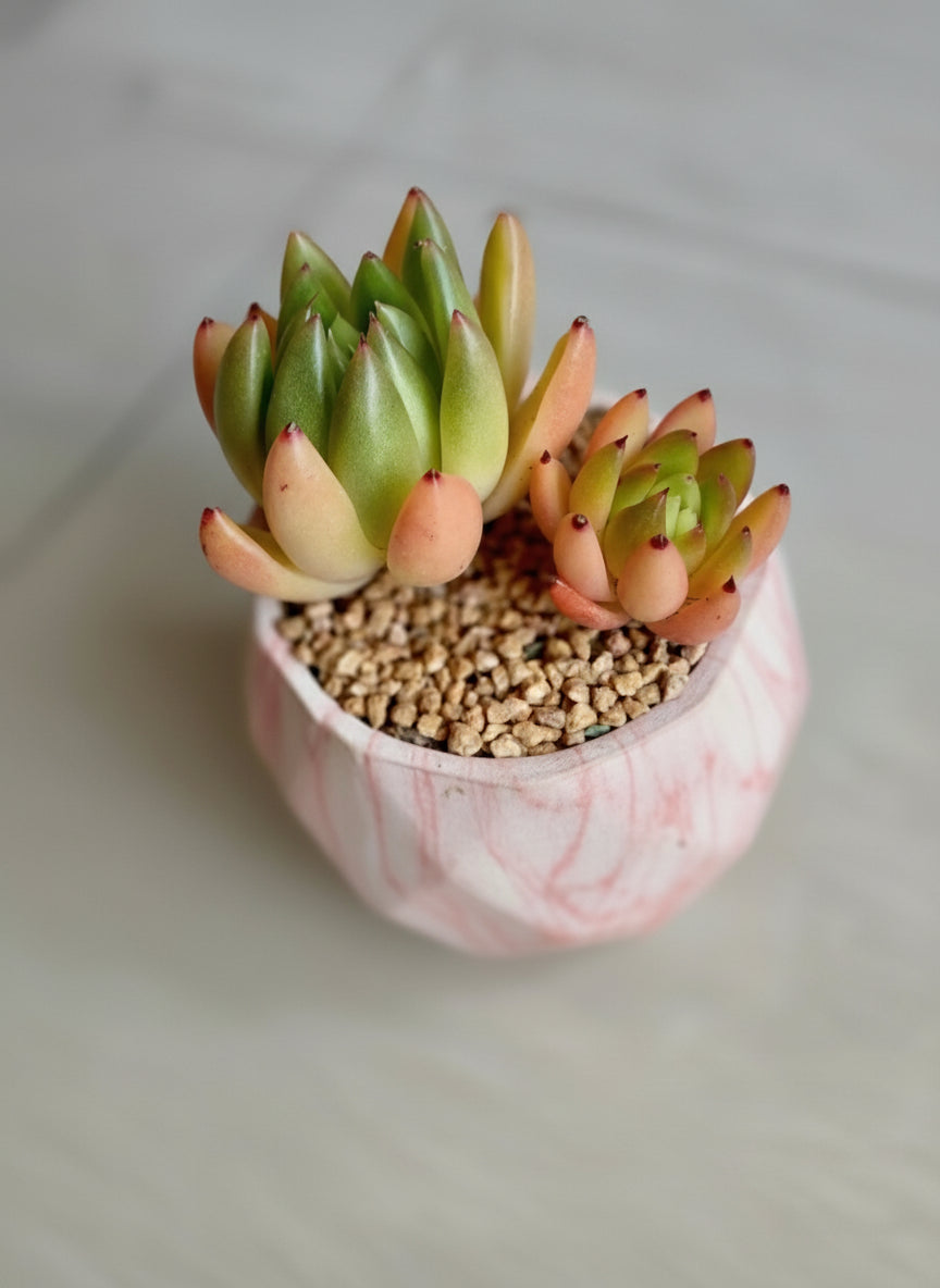 Succulent Classic Marble Orange Planter – Lipstick Echeveria