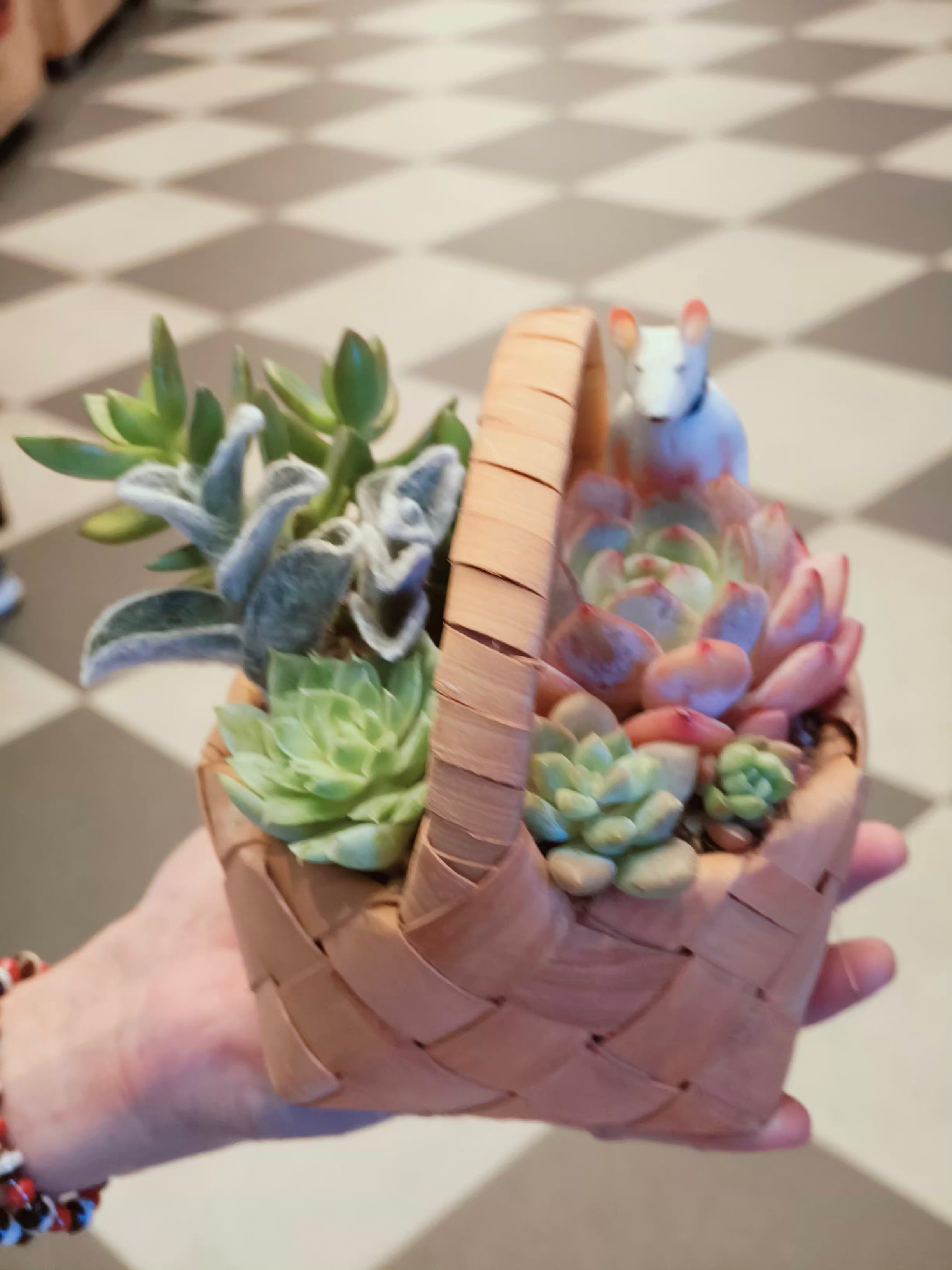 (Copy) Succulent Basket Bliss ( Customised) - SlowBloomGreens