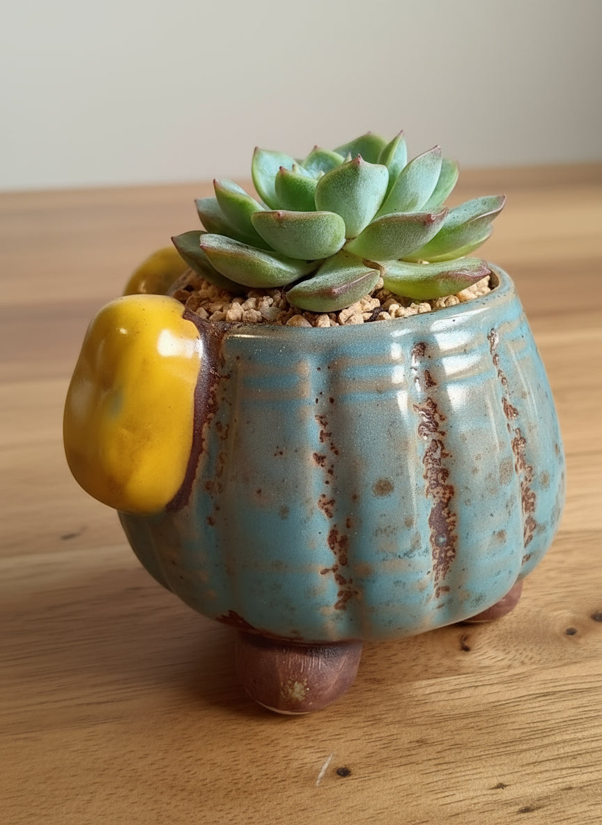 Succulent Blue Polka Dot Bow Planter – Echeveria Moranii