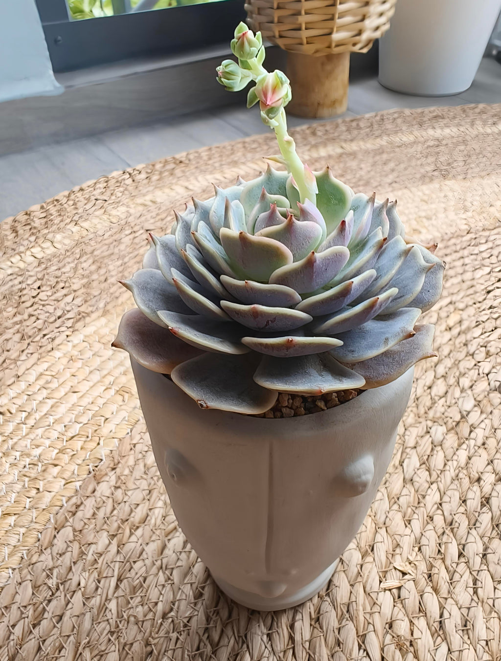 Succulent Serene Muse Face Planter – Echeveria ‘Lola’ - SlowBloomGreens