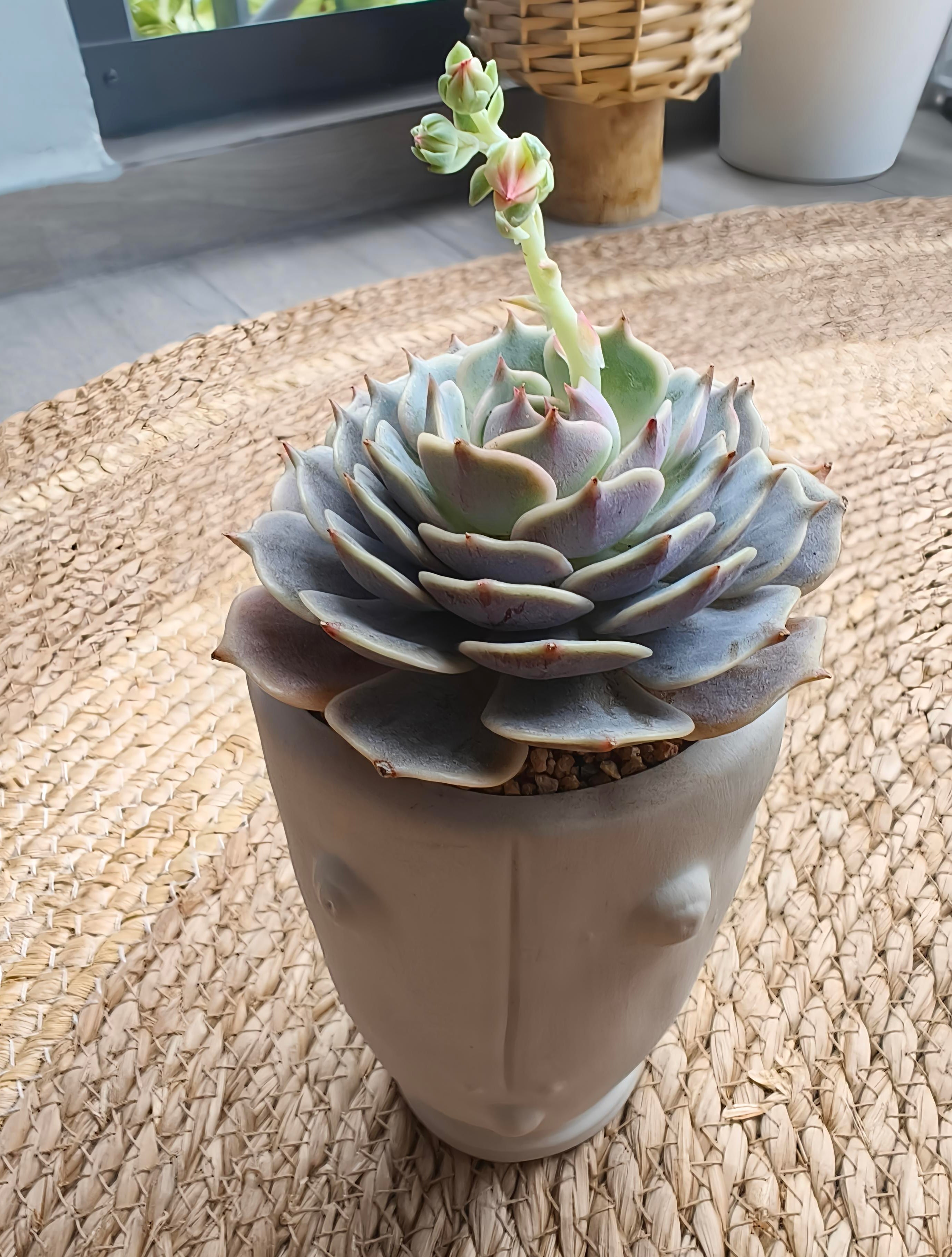 Succulent Serene Muse Face Planter – Echeveria ‘Lola’ - SlowBloomGreens