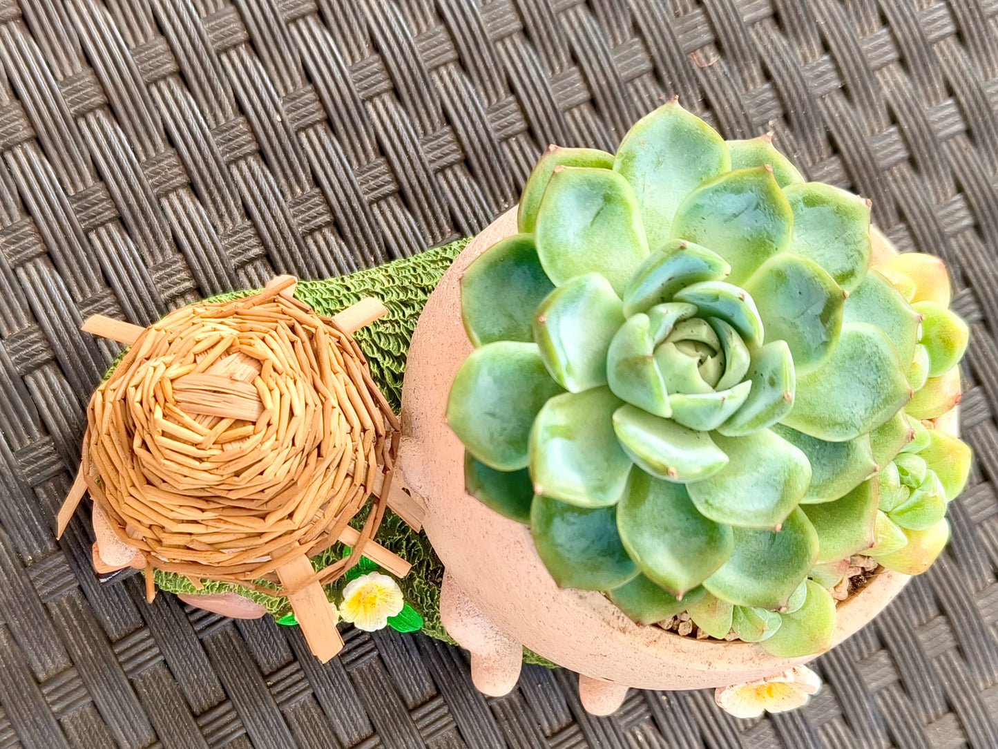 Succulent Buddies Planter - Echeveria+ 3 chubby Ice Green