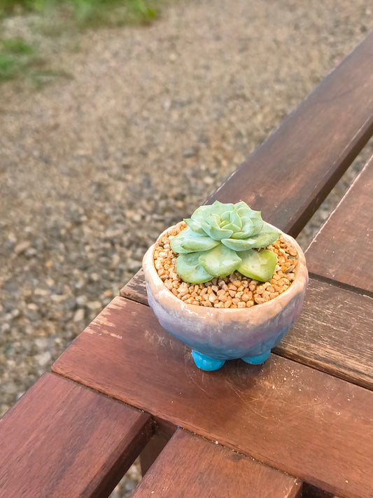 Succulent Peach-Teal Ombre Gloss Mini Planter – Echeveria 'Ice Green'