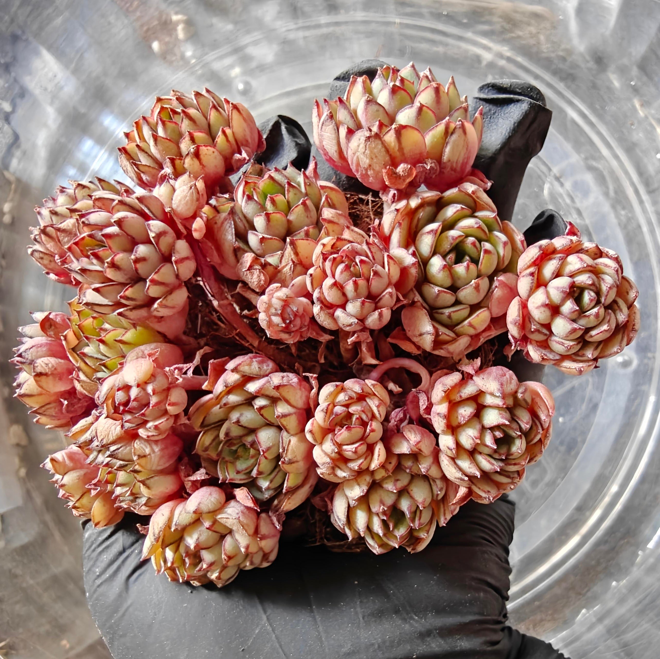 Bare Root Succulent - Echeveria 'Dream Rose'