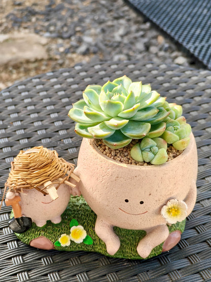 Succulent Buddies Planter - Echeveria+ 3 chubby Ice Green