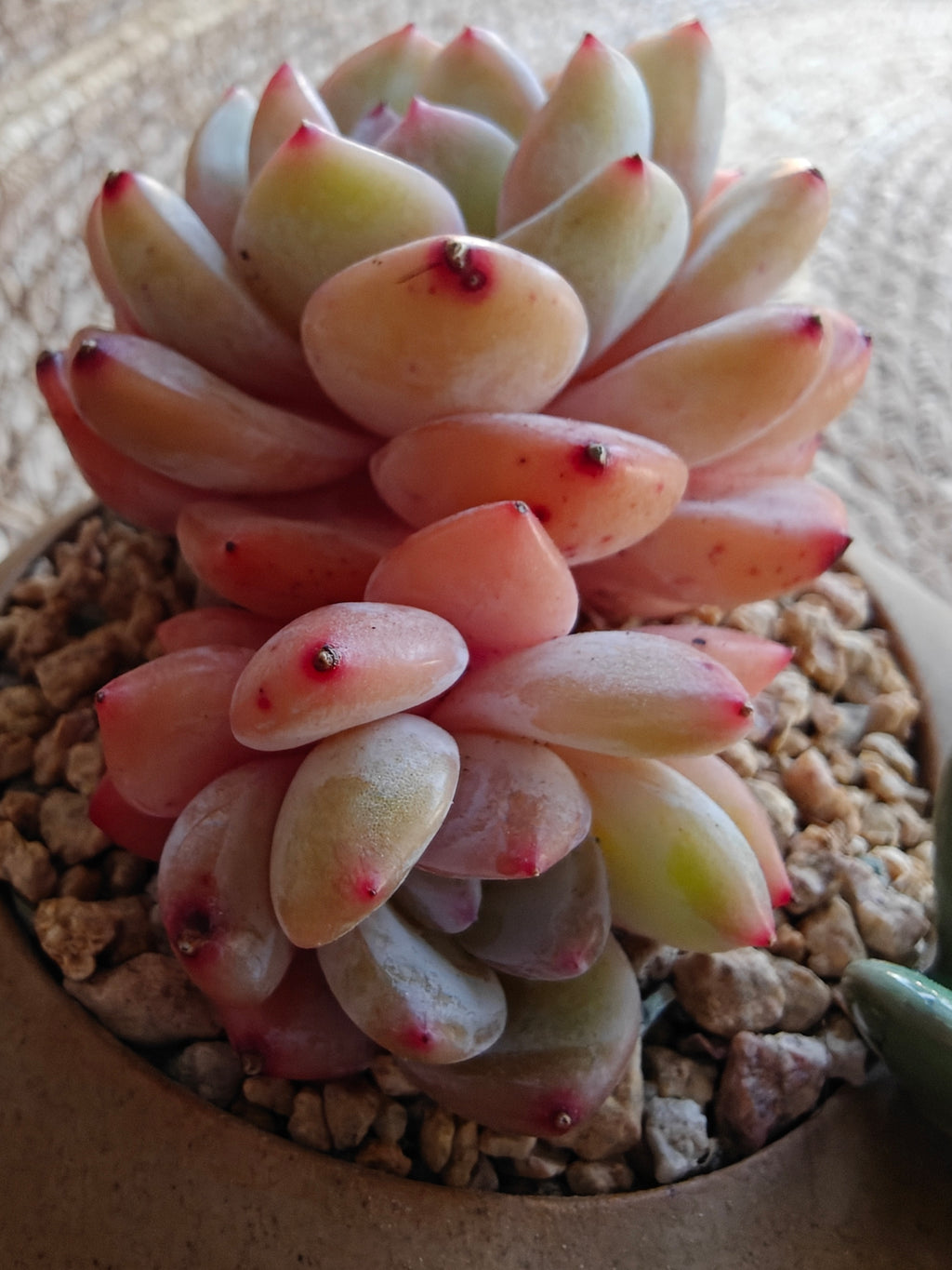 Succulent Butterfly Planter – Echeveria 'Orange Monroe'