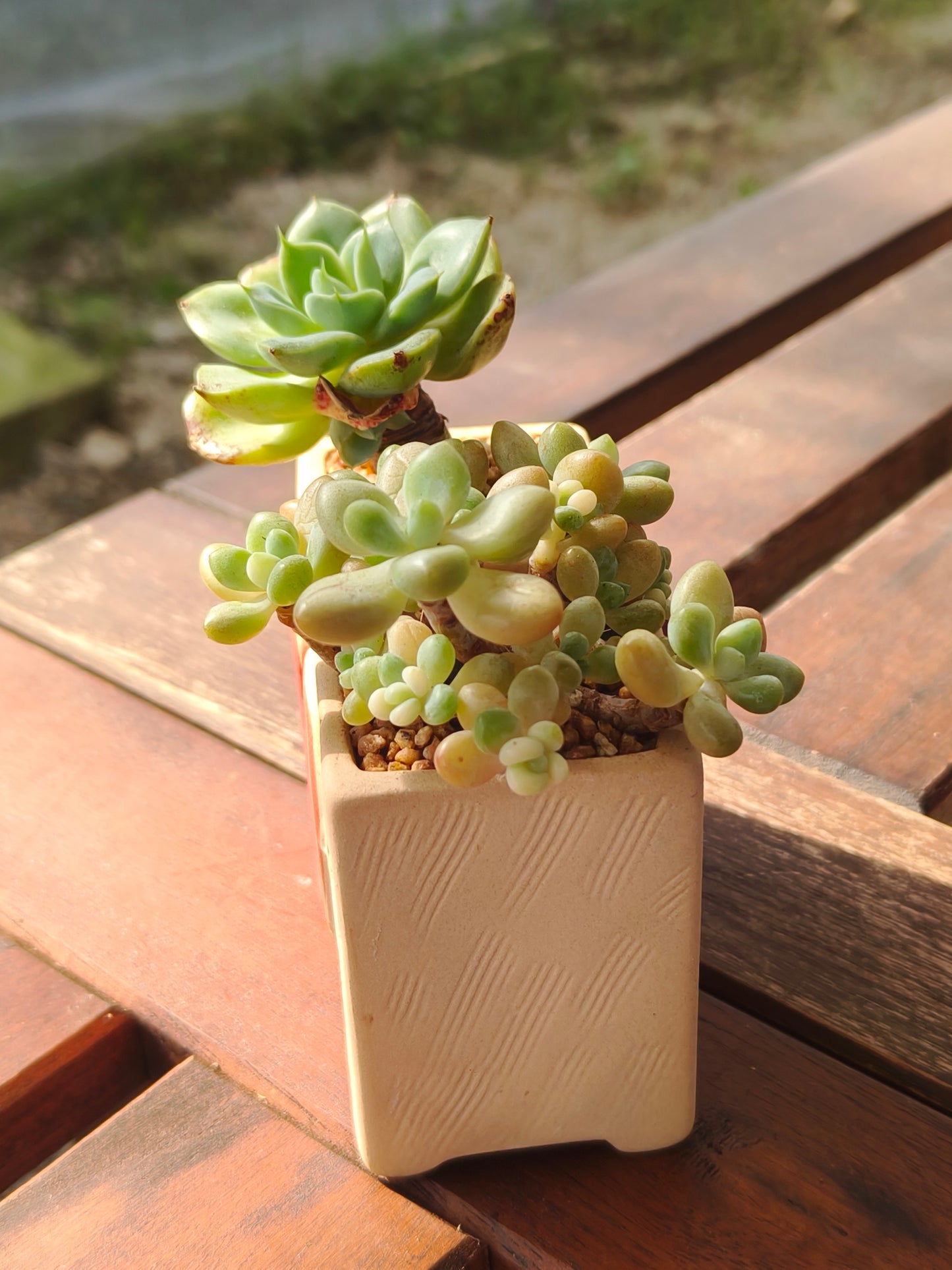 Succulent Heart Duo – The Perfect Gift of Love and Growth
