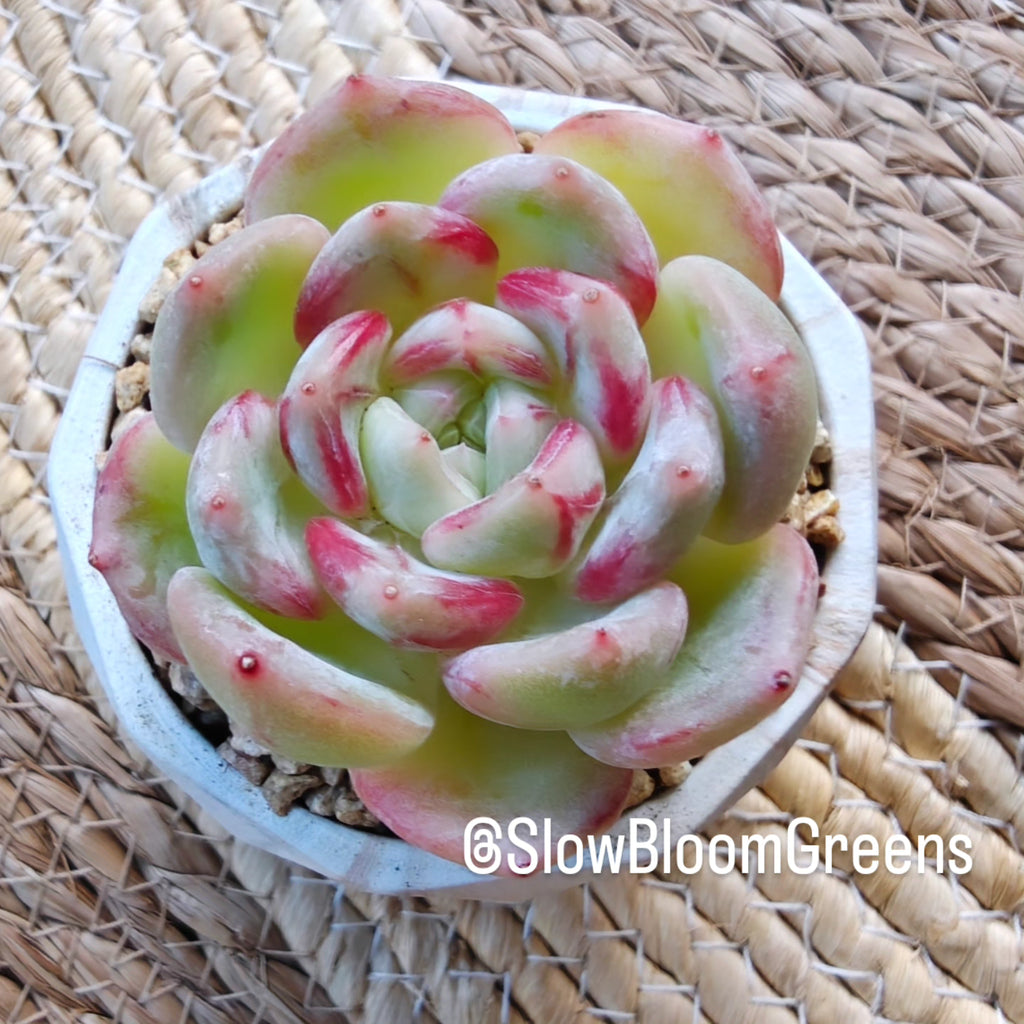 Classic Marble Brown Planter – Echeveria Hybrid - SlowBloomGreens