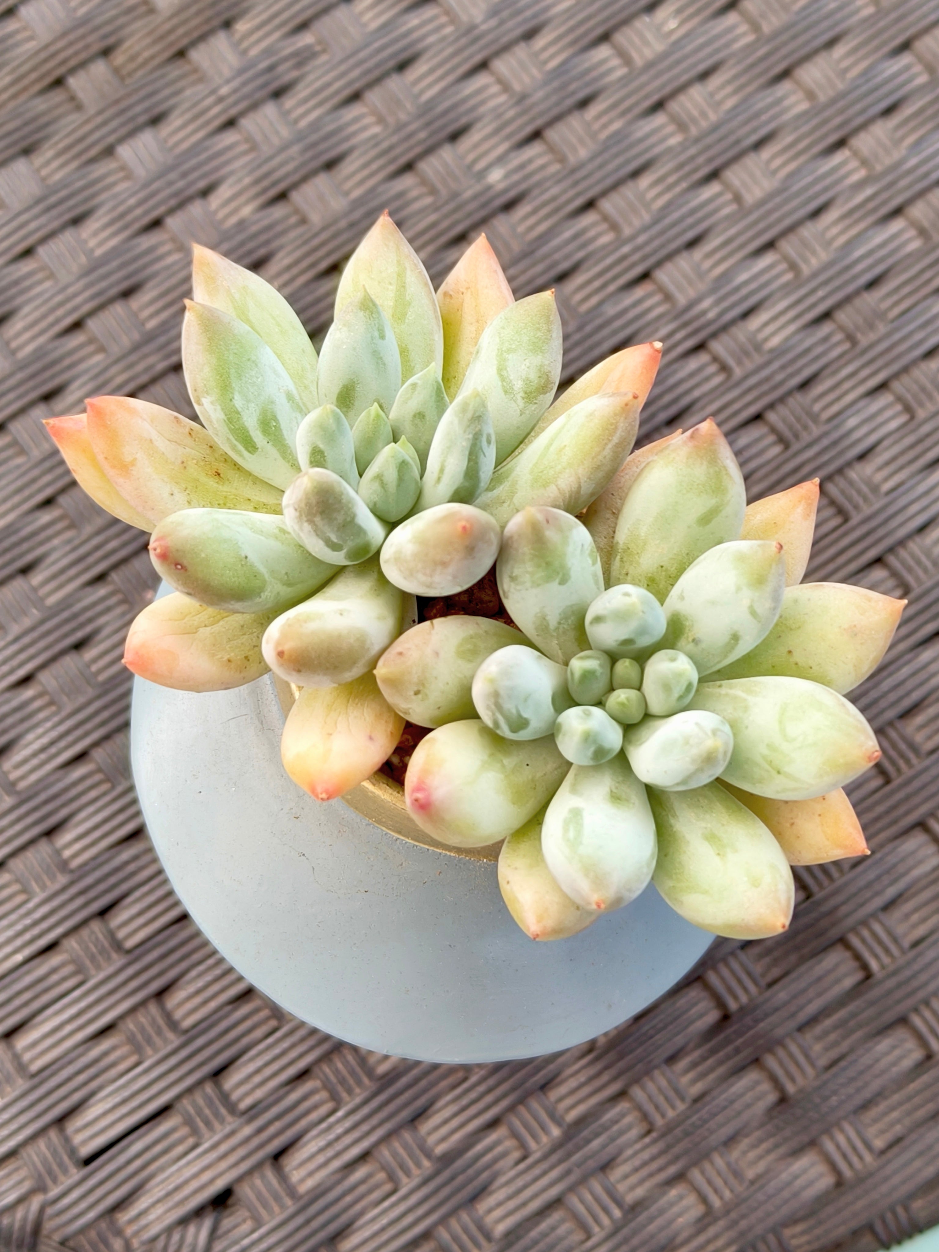 Succulent Girl Planter – Blowing Love with Pachyphytum 'Sky Beauty' - SlowBloomGreens