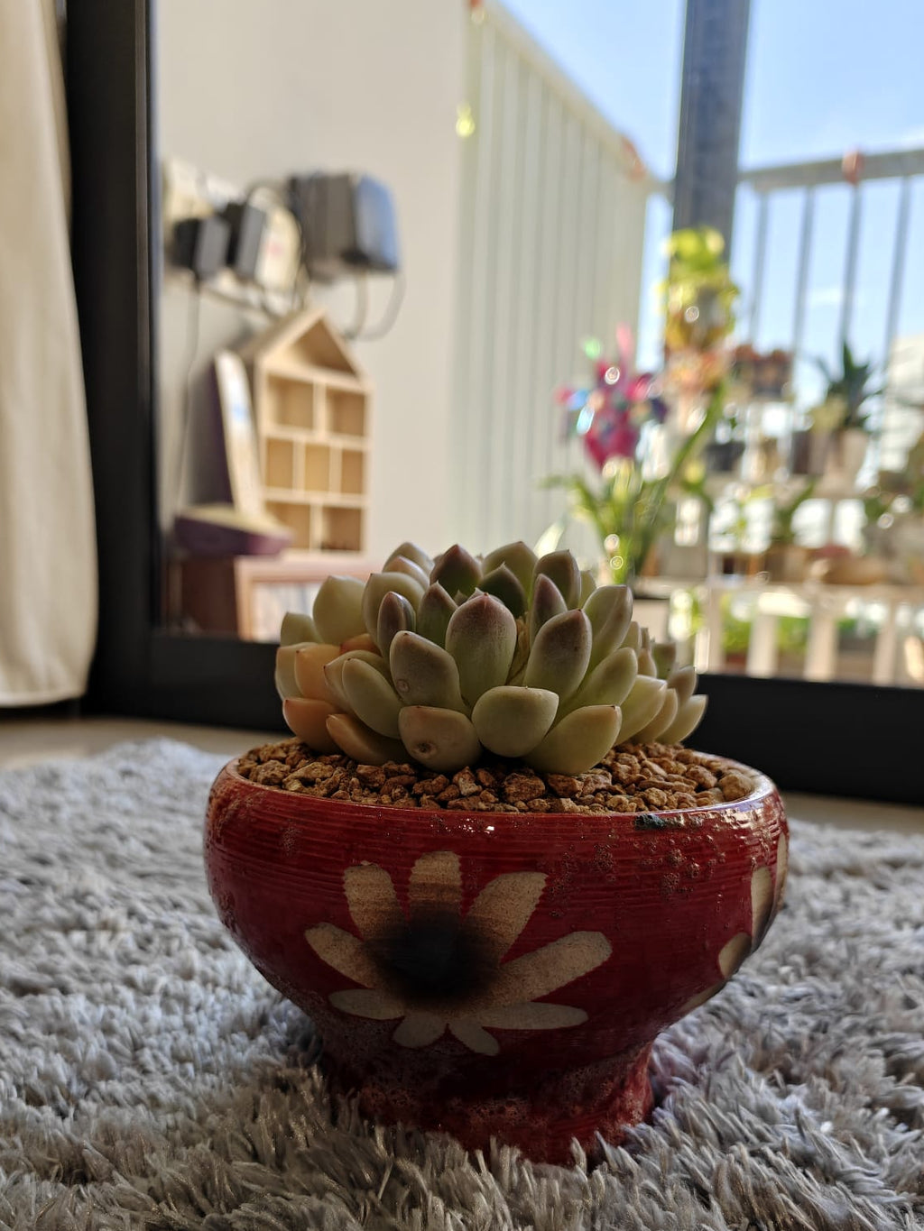 Succulent Moonlit Red Planter – Graptoveria 'Opalina' - SlowBloomGreens