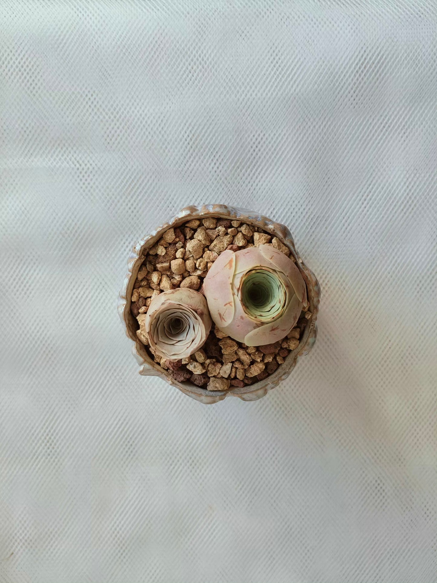 Succulent Lilac Ombre Rustic Planter – Egg Mountain Rose - SlowBloomGreens