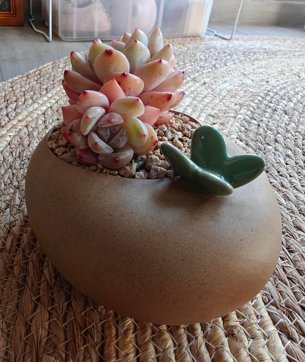 Succulent Butterfly Planter – Echeveria 'Orange Monroe'