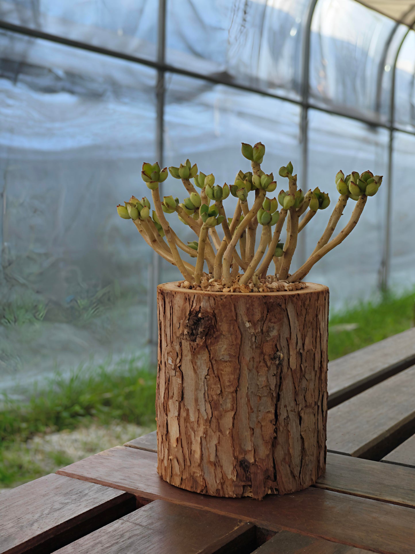 Succulent Nature Log - Echeveria Supia