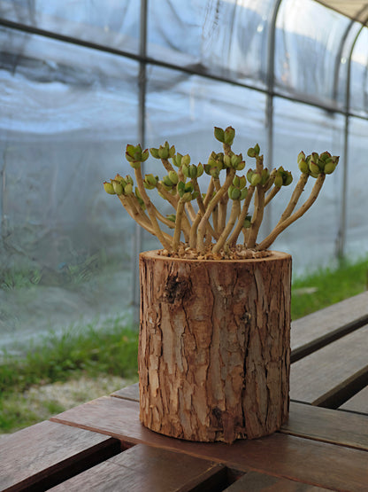 Succulent Nature Log - Echeveria Supia