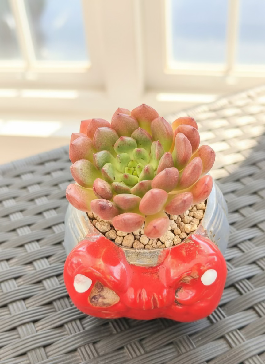 Succulent Festive Blue Red Bow Planter – Sedeveria ‘Pink Ruby’ - SlowBloomGreens