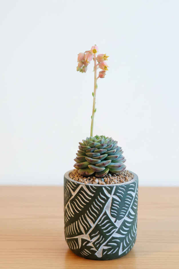 Succulent Whispering Leaves Planter – Echeveria 'Red Velvet' - SlowBloomGreens