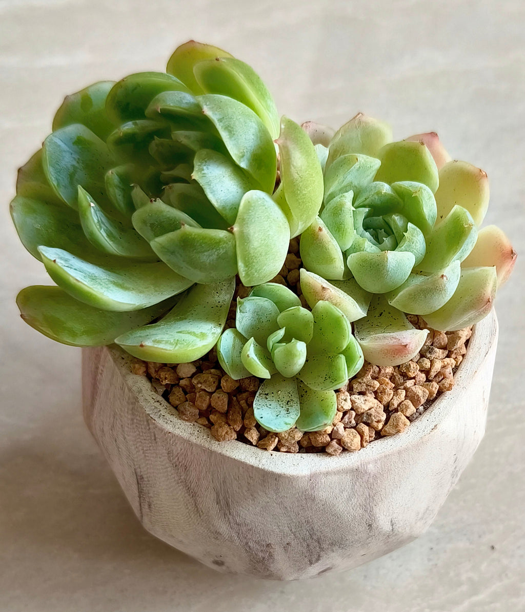 Succulent Classic Marble Brown Planter – Echeveria 'Lime n Chili' - SlowBloomGreens