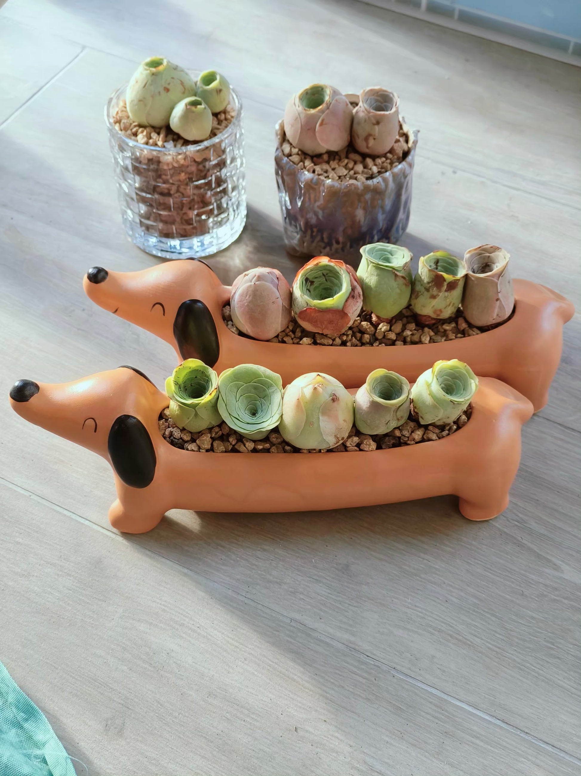 Succulent Daunchund - 5 Mountain Roses 'Greenovia' - SlowBloomGreens