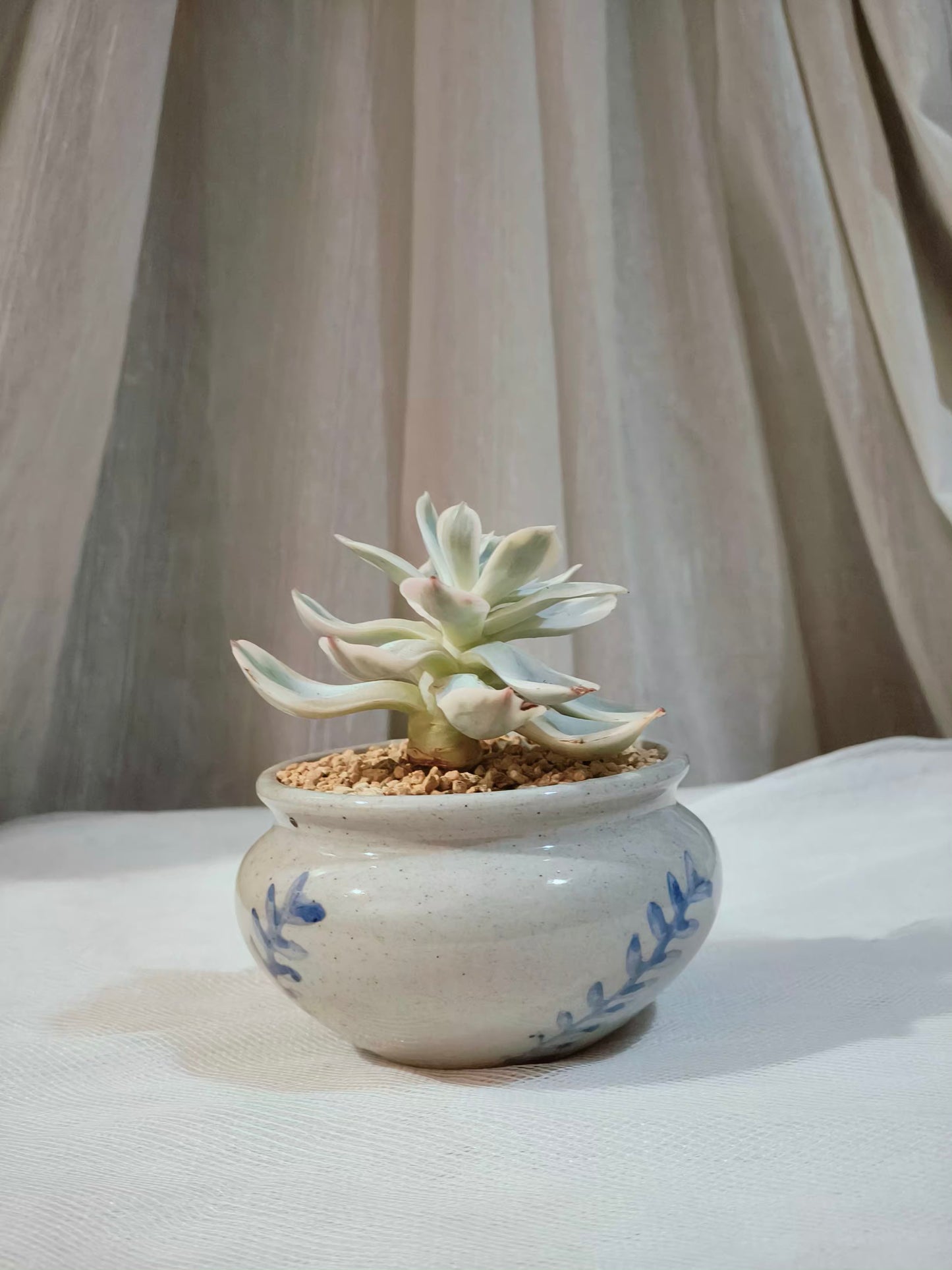 Succulent Azure Grace Pot – Echeveria Compton Carousel