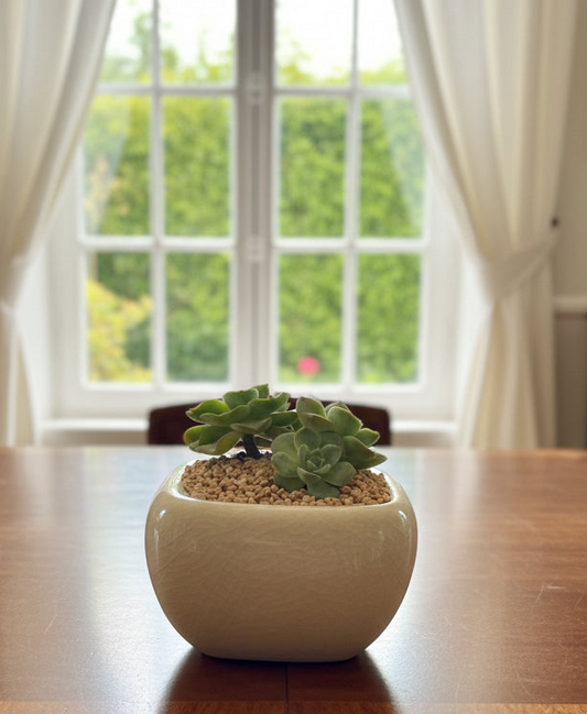 Succulent Zen Square White Planter – Echeveria 'Lime n Chili'