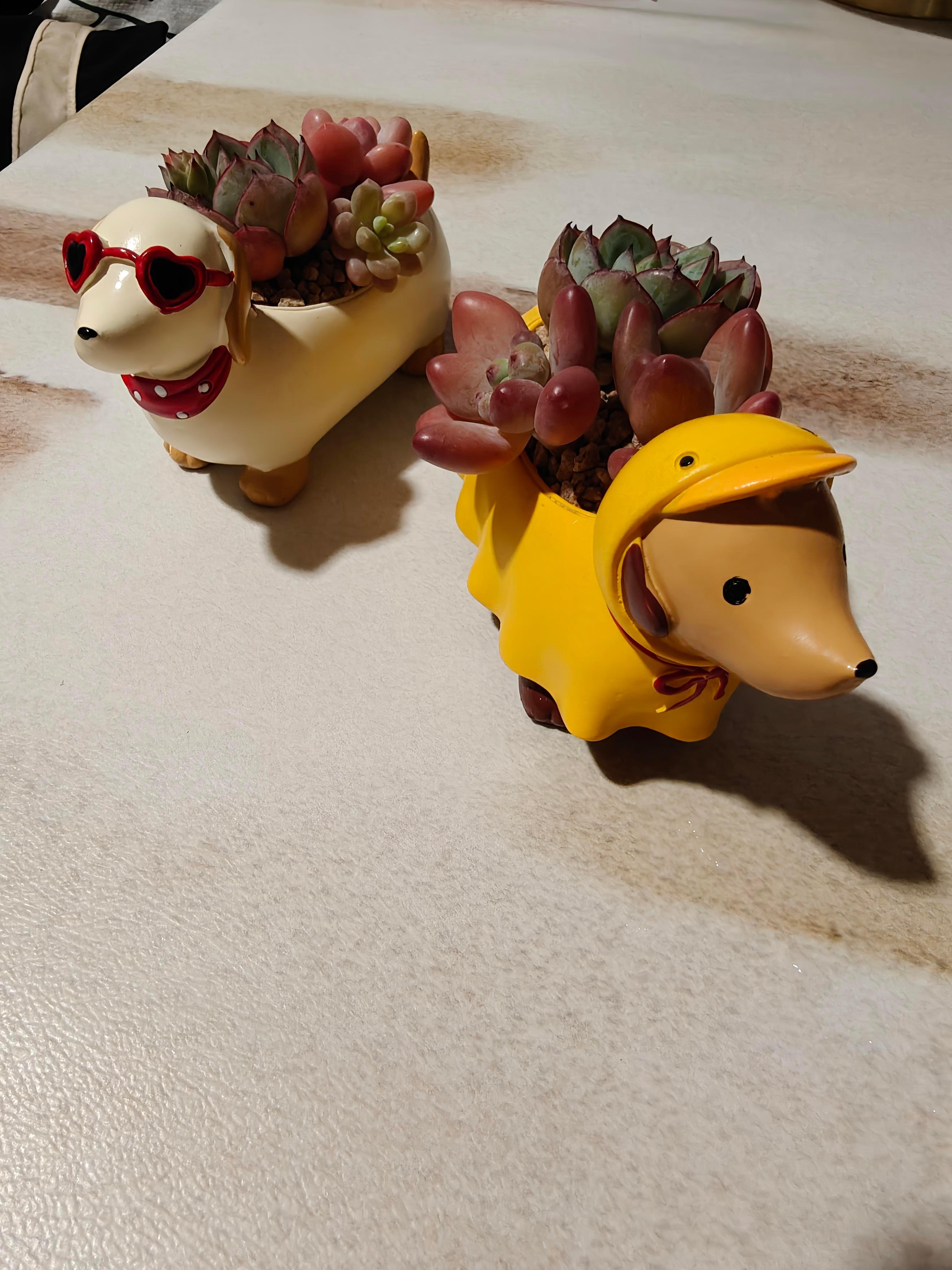 Mother’s Day Succulent - Ducky Raincoat Dachund