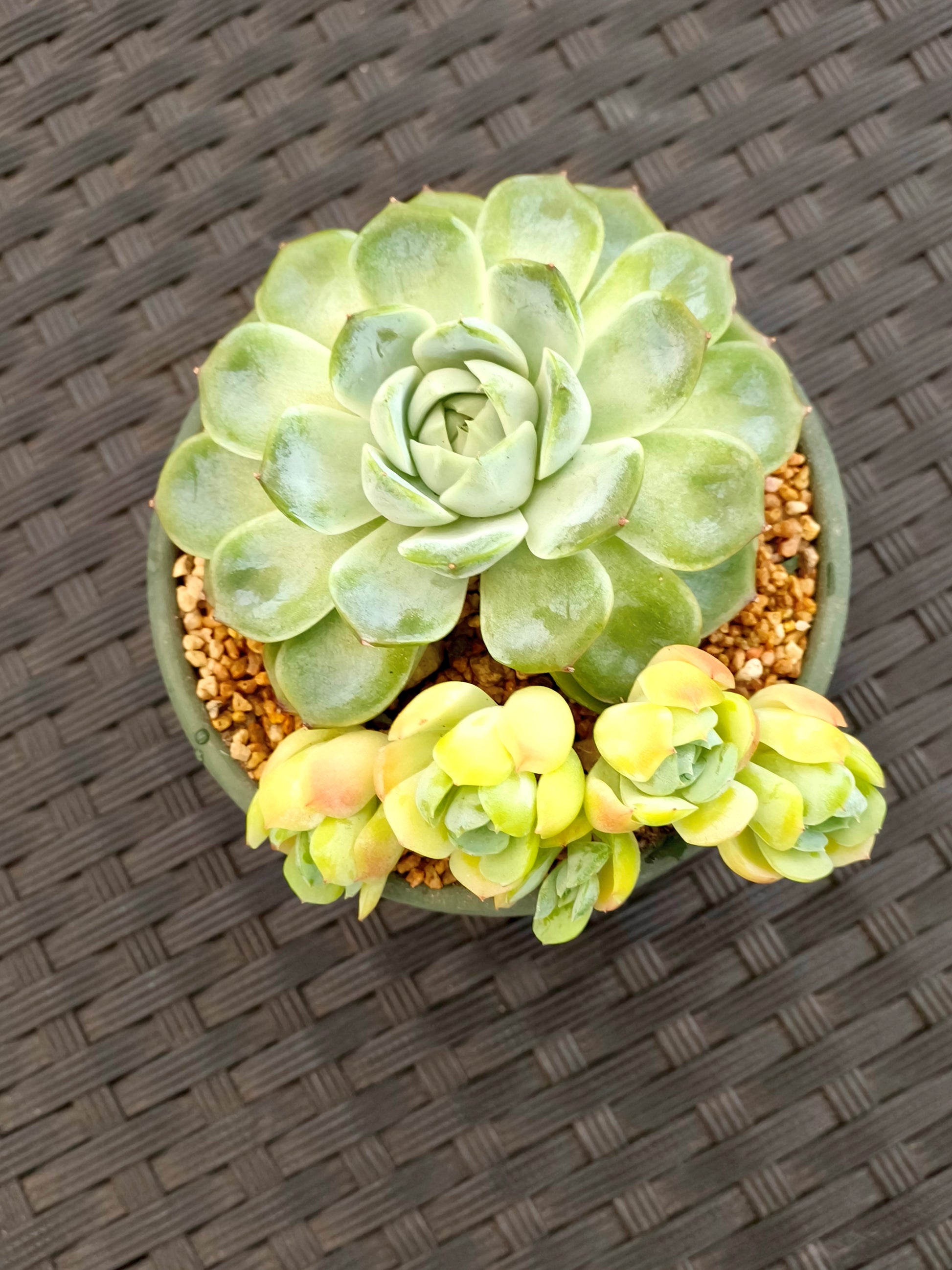 Succulent Rustica Garden Planter – Echeveria Onslow & Elegans - SlowBloomGreens