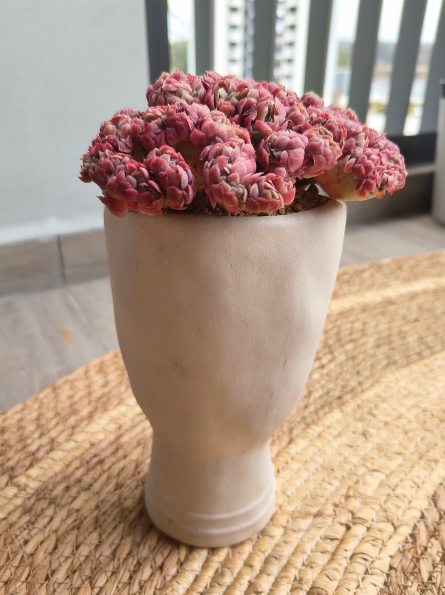 Succulent Serene Muse Face Planter – Echeveria Raspberry crested *Sales 18% - SlowBloomGreens