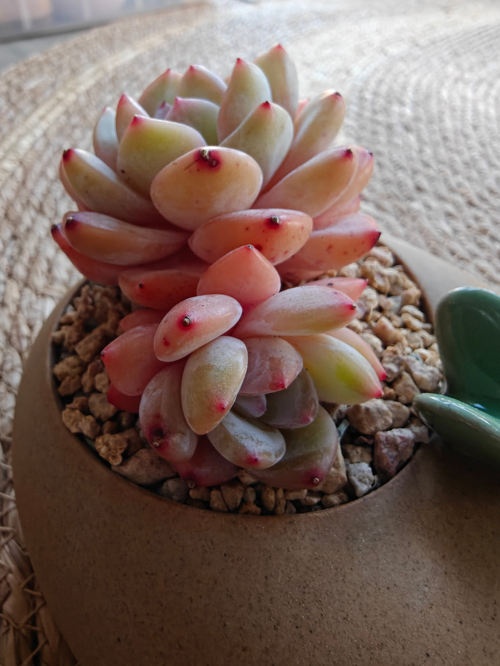 Succulent Butterfly Planter – Echeveria 'Orange Monroe'