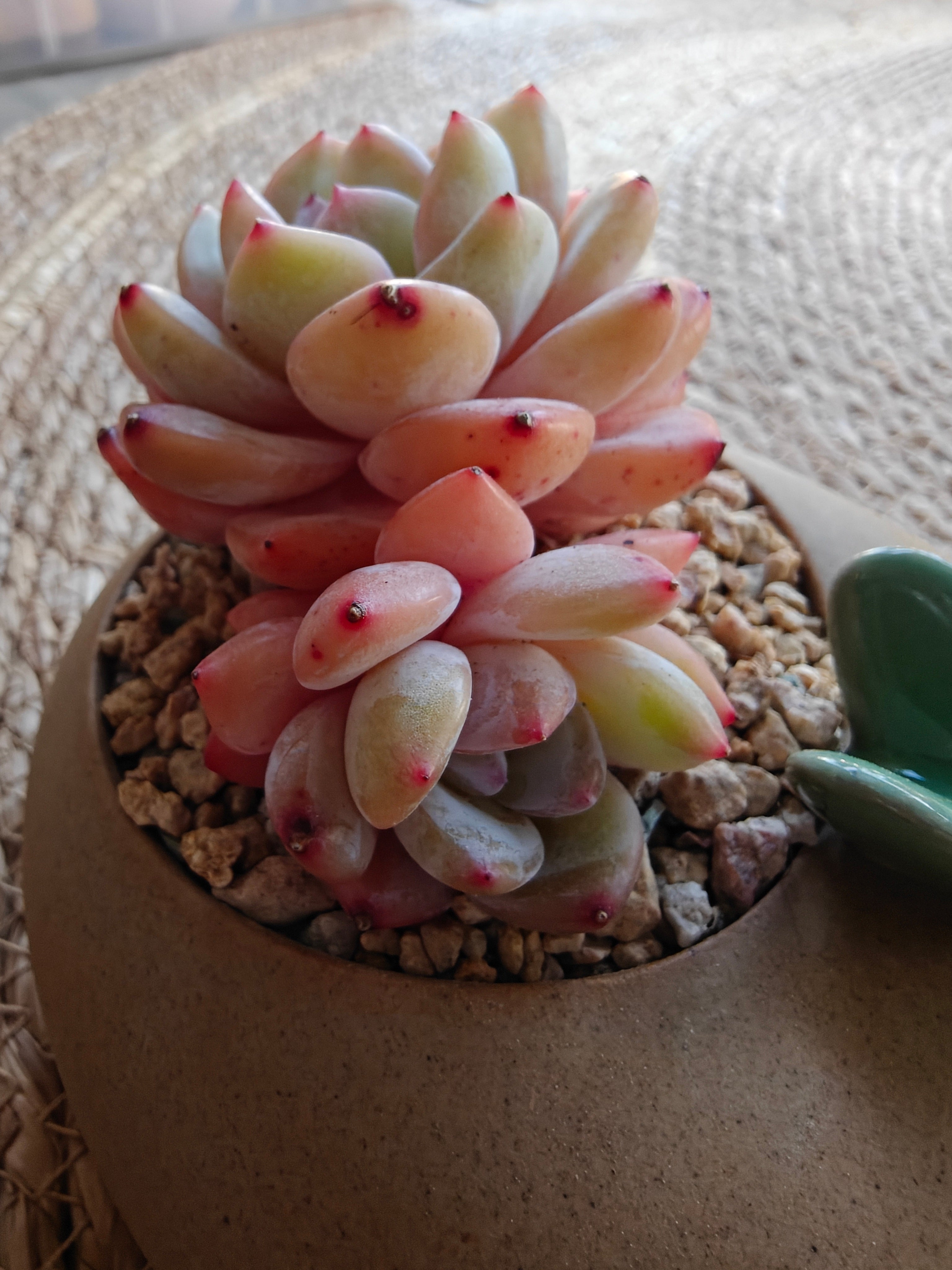 Succulent Butterfly Planter – Echeveria 'Orange Monroe'