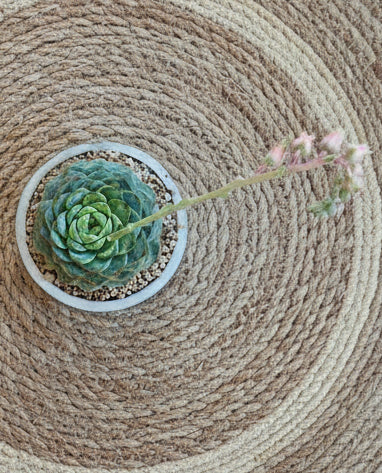 Succulent Whispering Leaves Planter – Echeveria 'Red Velvet' - SlowBloomGreens