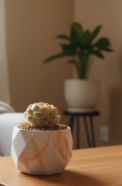 Classic Marble Orange Planter – Echeveria hybrid - SlowBloomGreens