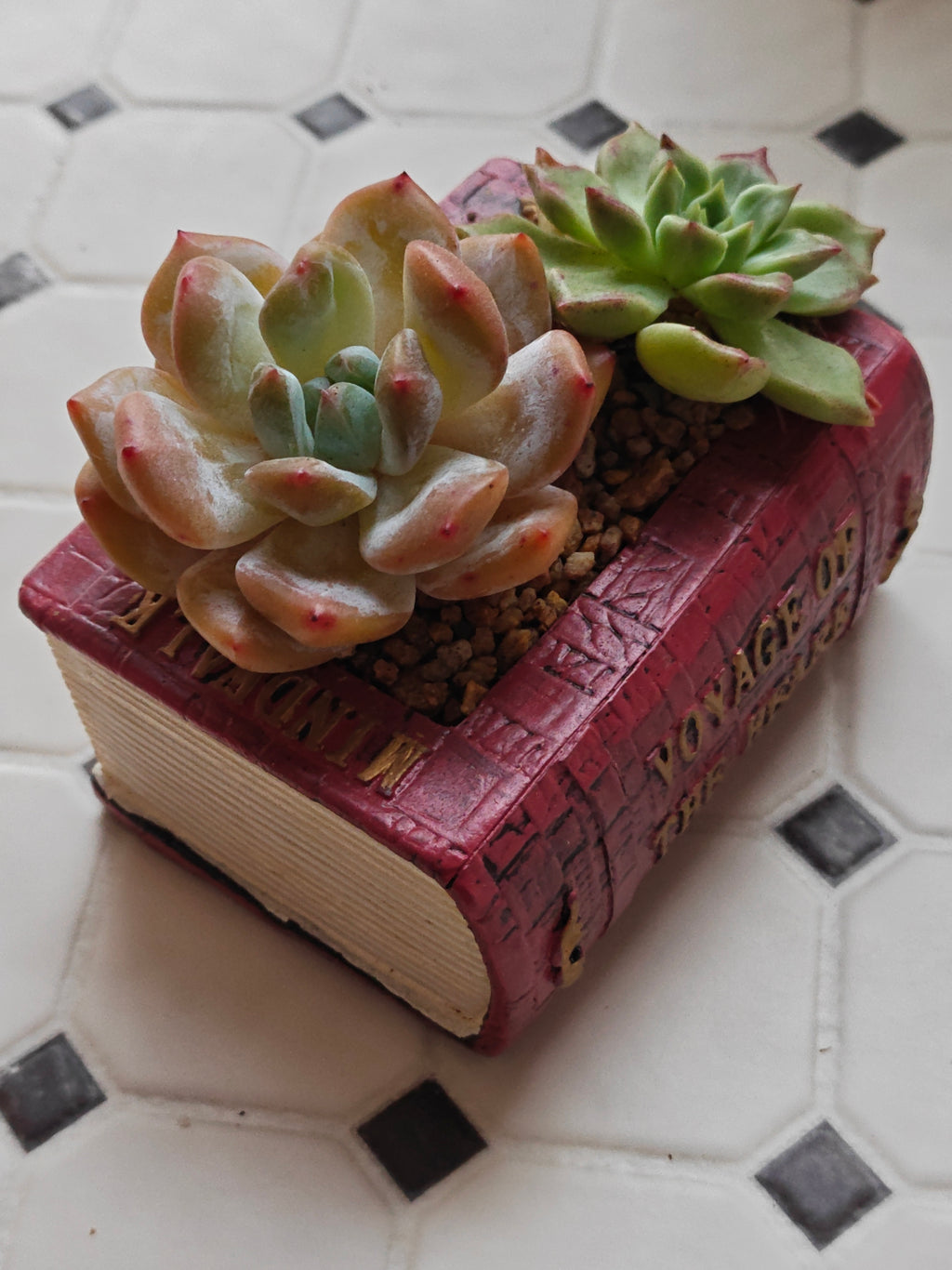 Succulent Book Nook Planter– Assorted Succulents - SlowBloomGreens
