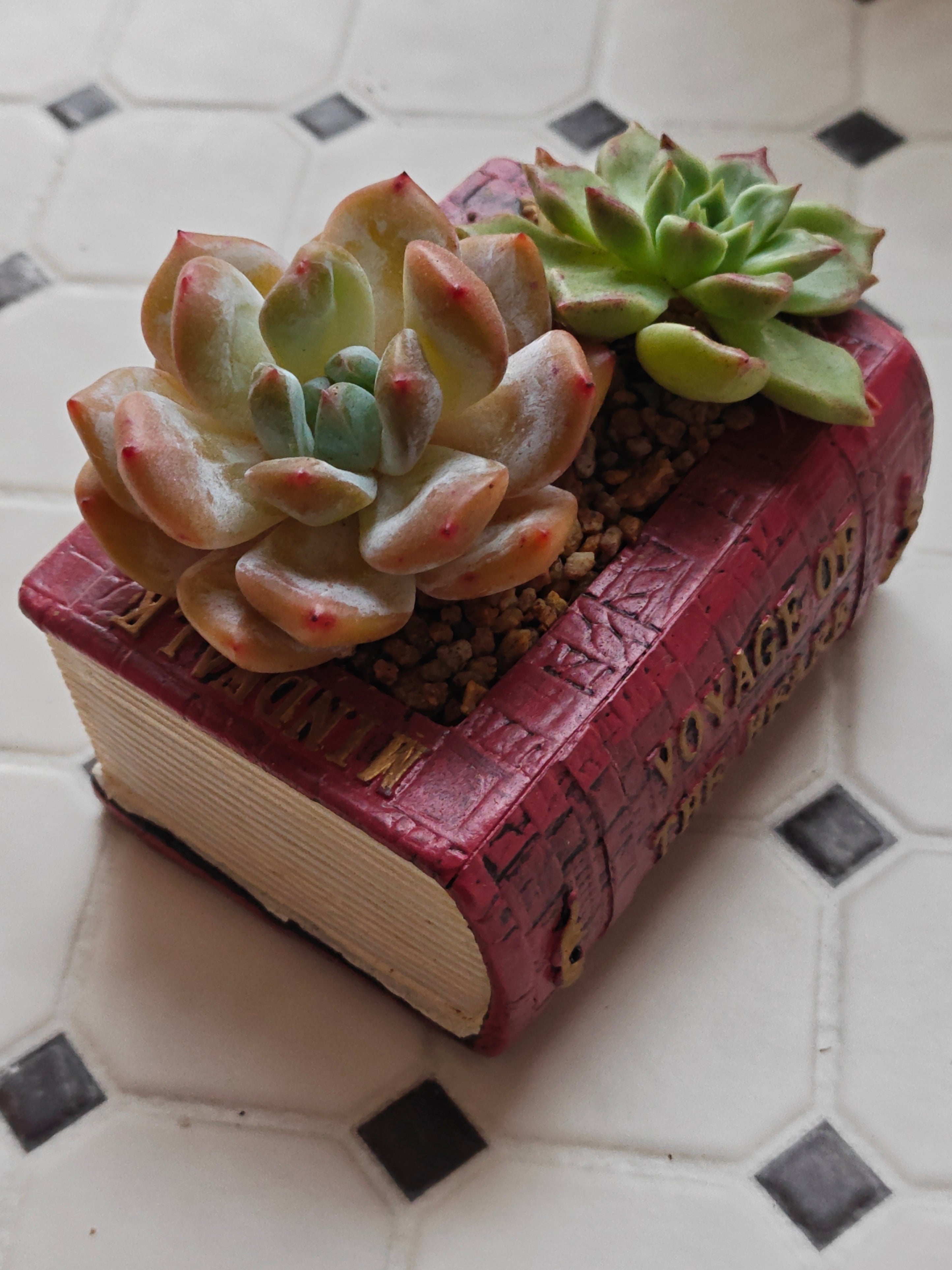 Succulent Book Nook Planter– Assorted Succulents - SlowBloomGreens