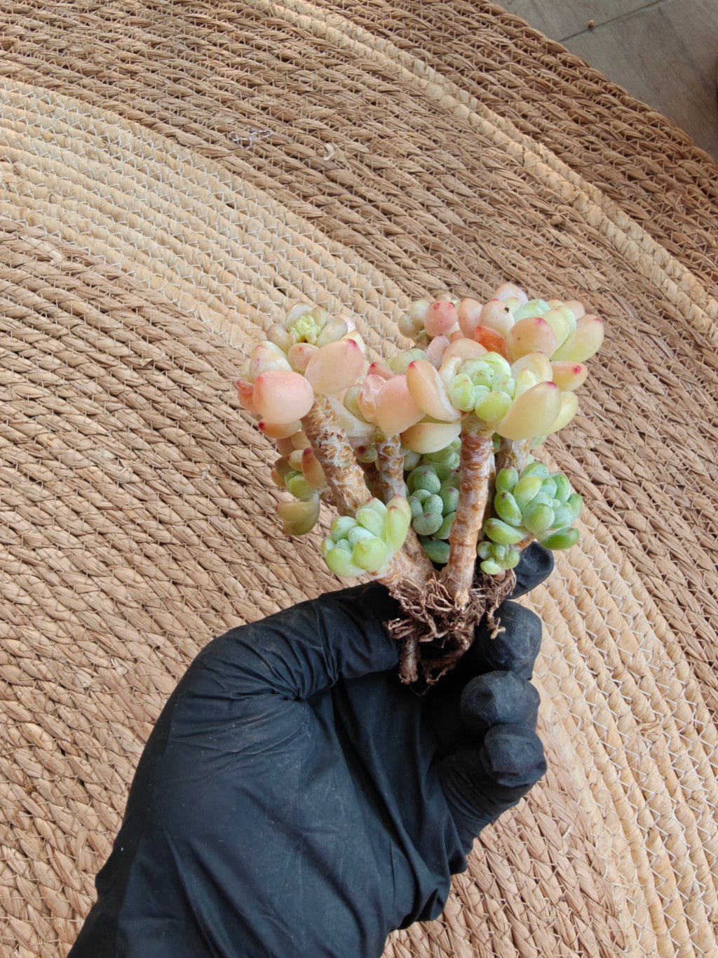 Tiscalatengo Gorge Sedum – Bare Root Succulent - SlowBloomGreens