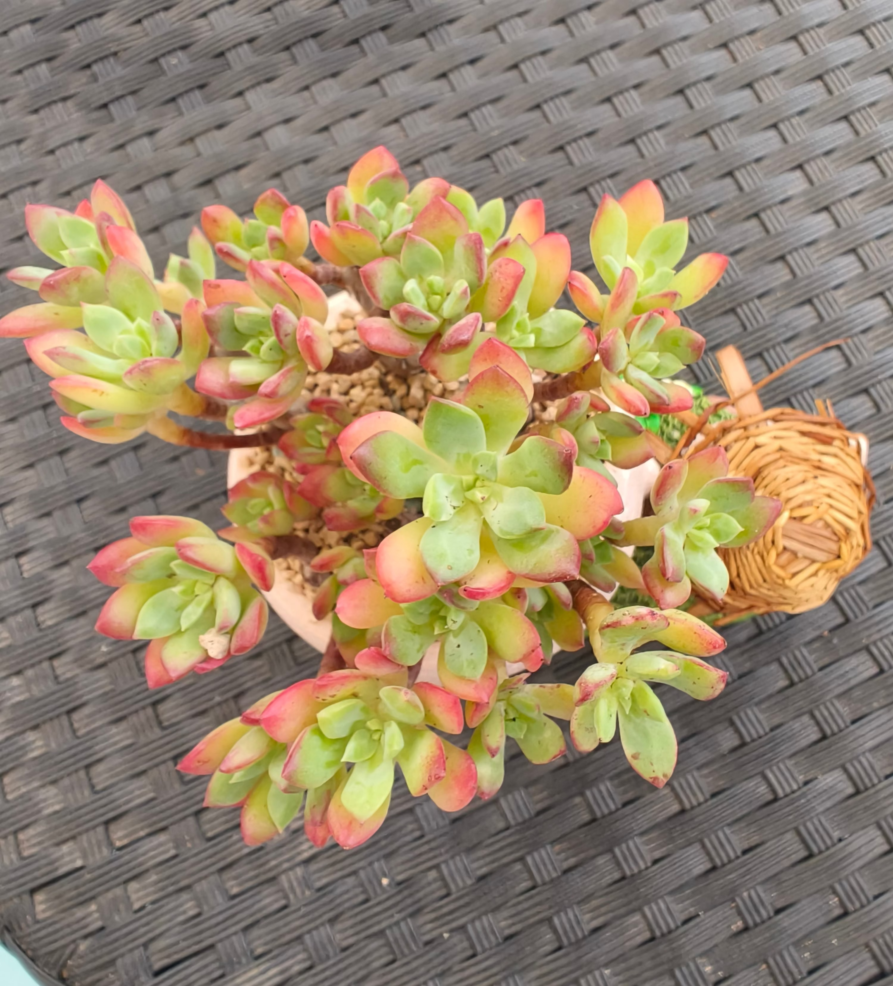 Succulent Buddies Planter - Echeveria 'Minibelle' - SlowBloomGreens