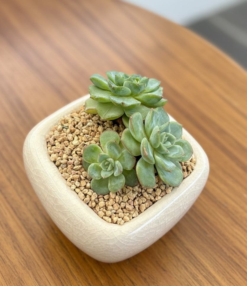 Succulent Zen Square White Planter – Echeveria 'Lime n Chili' - SlowBloomGreens
