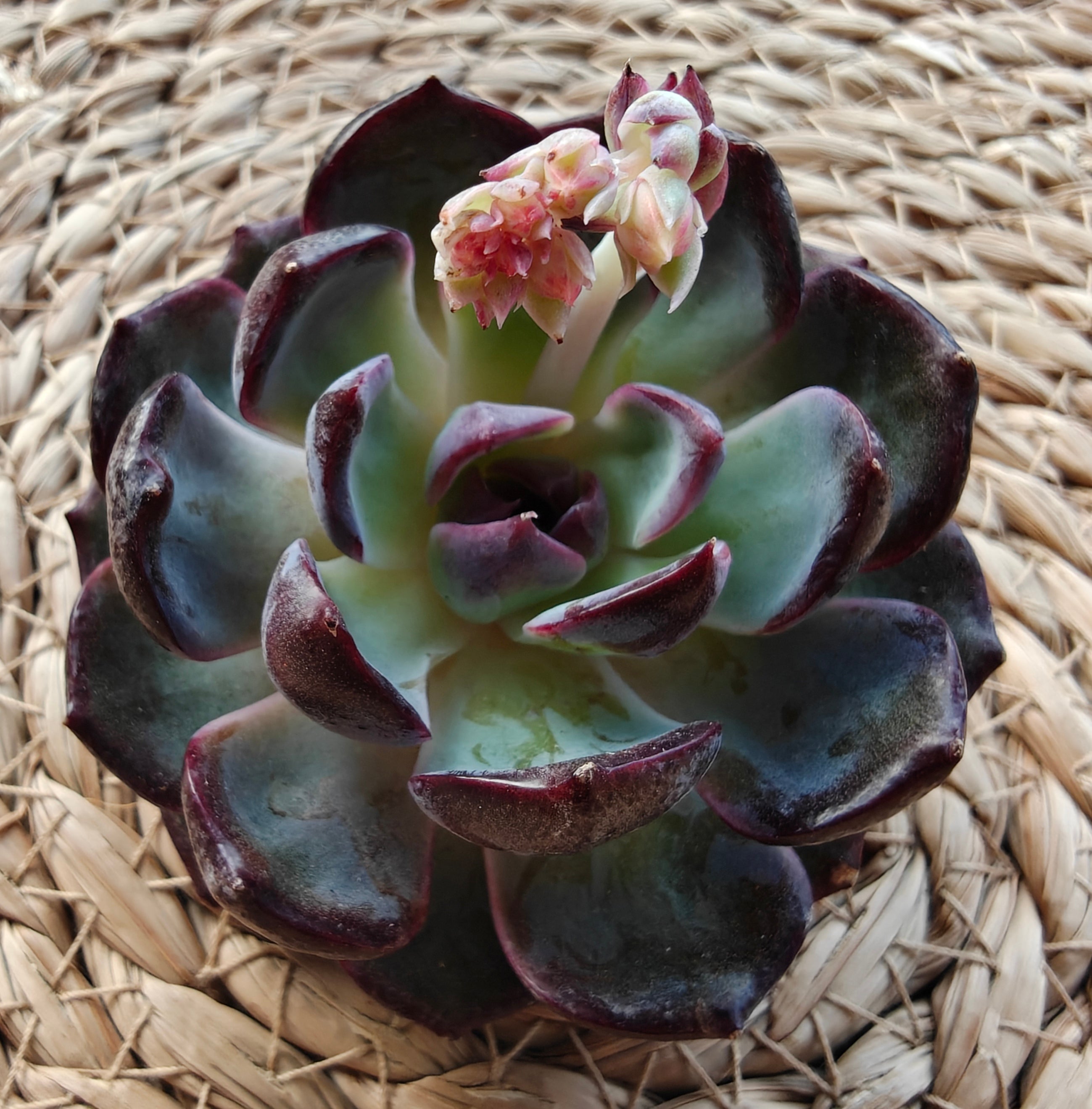 Echeveria ‘Black Prince’ – Bare Root Succulent