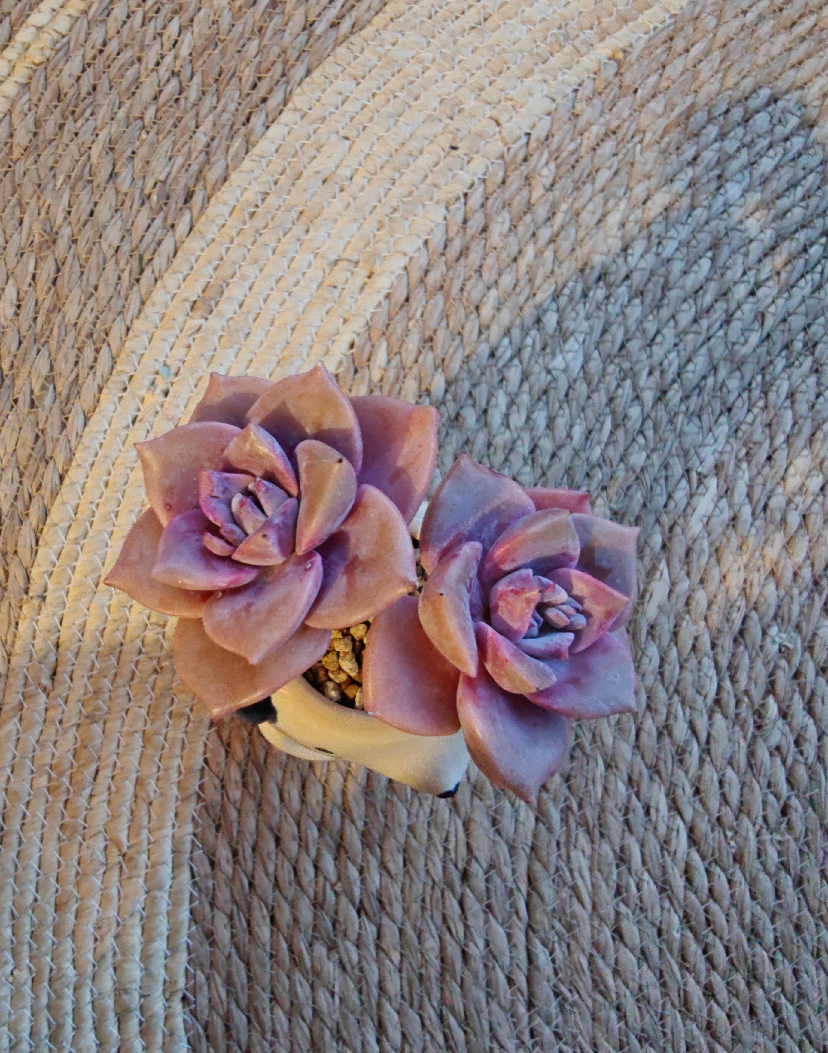 Succulent Dog Bud Vase – Graptopetalum 'Purple Delight - SlowBloomGreens