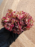 Cristata Echeveria ‘Ratam’ – Bare Root Succulent (R1)