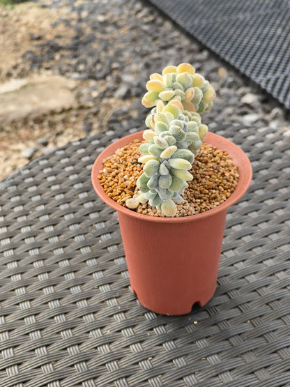Succulent Starter Planter - Echeveria Pulvinata 'Frosty' f. cristata.