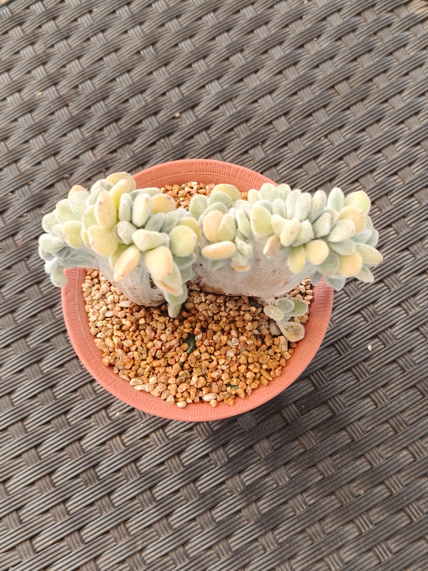 Succulent Starter Planter - Echeveria Pulvinata 'Frosty' f. cristata.