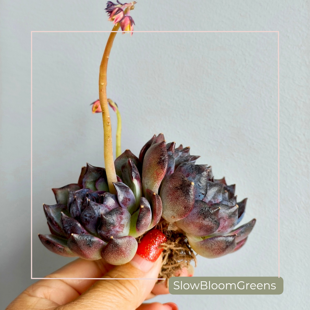 Echeveria ‘Black Prince’ – Large 3-Headed Cluster - SlowBloomGreens