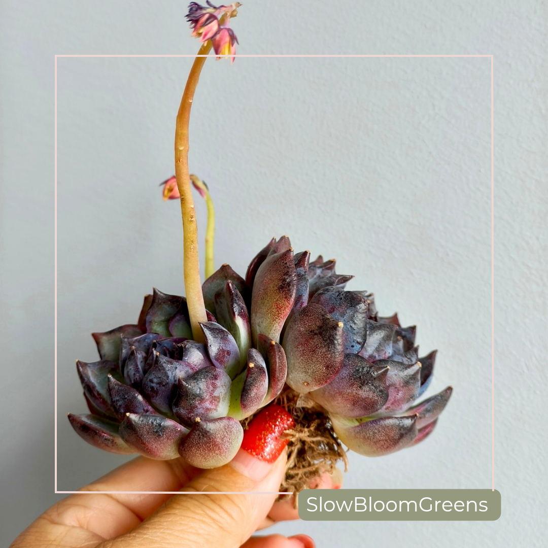 Echeveria ‘Black Prince’ – Large 3-Headed Cluster