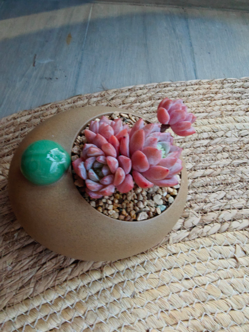 Succulent Seven-Spotted Ladybug Planter – Echeveria 'Cherry Blossom' - SlowBloomGreens