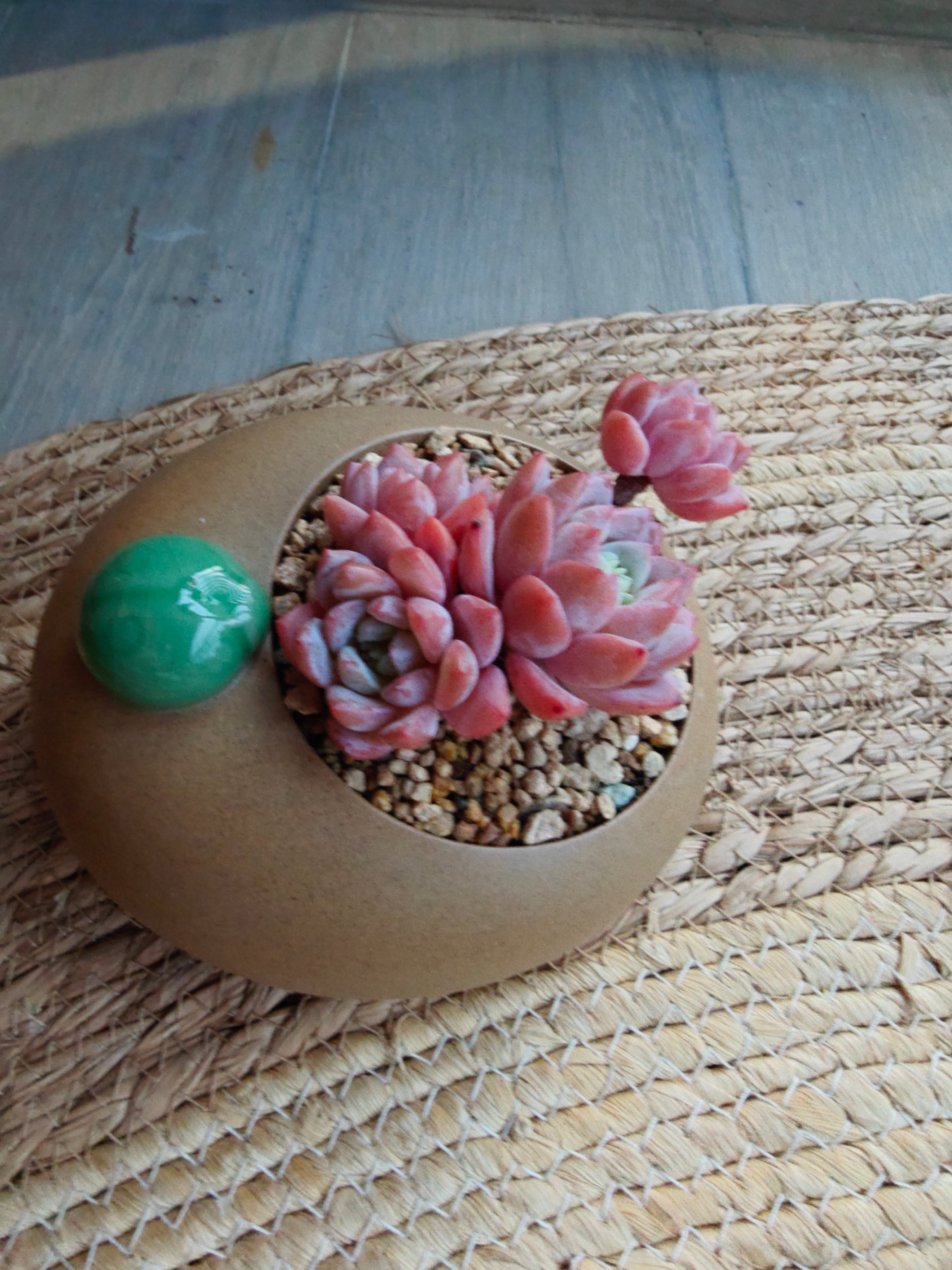 Succulent Seven-Spotted Ladybug Planter – Echeveria 'Cherry Blossom' - SlowBloomGreens