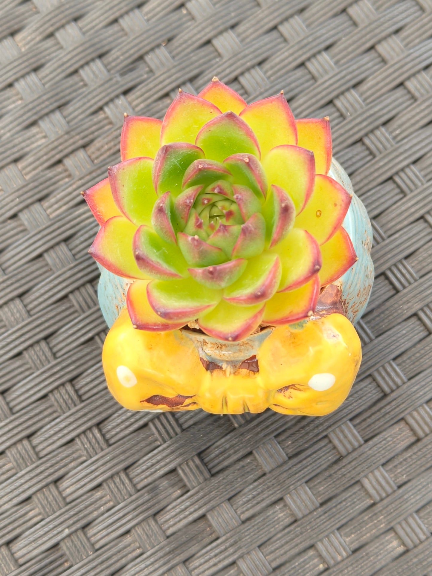 Succulent Festive Blue Bow Planter – Echeveria Agavoides 'Lipstick'