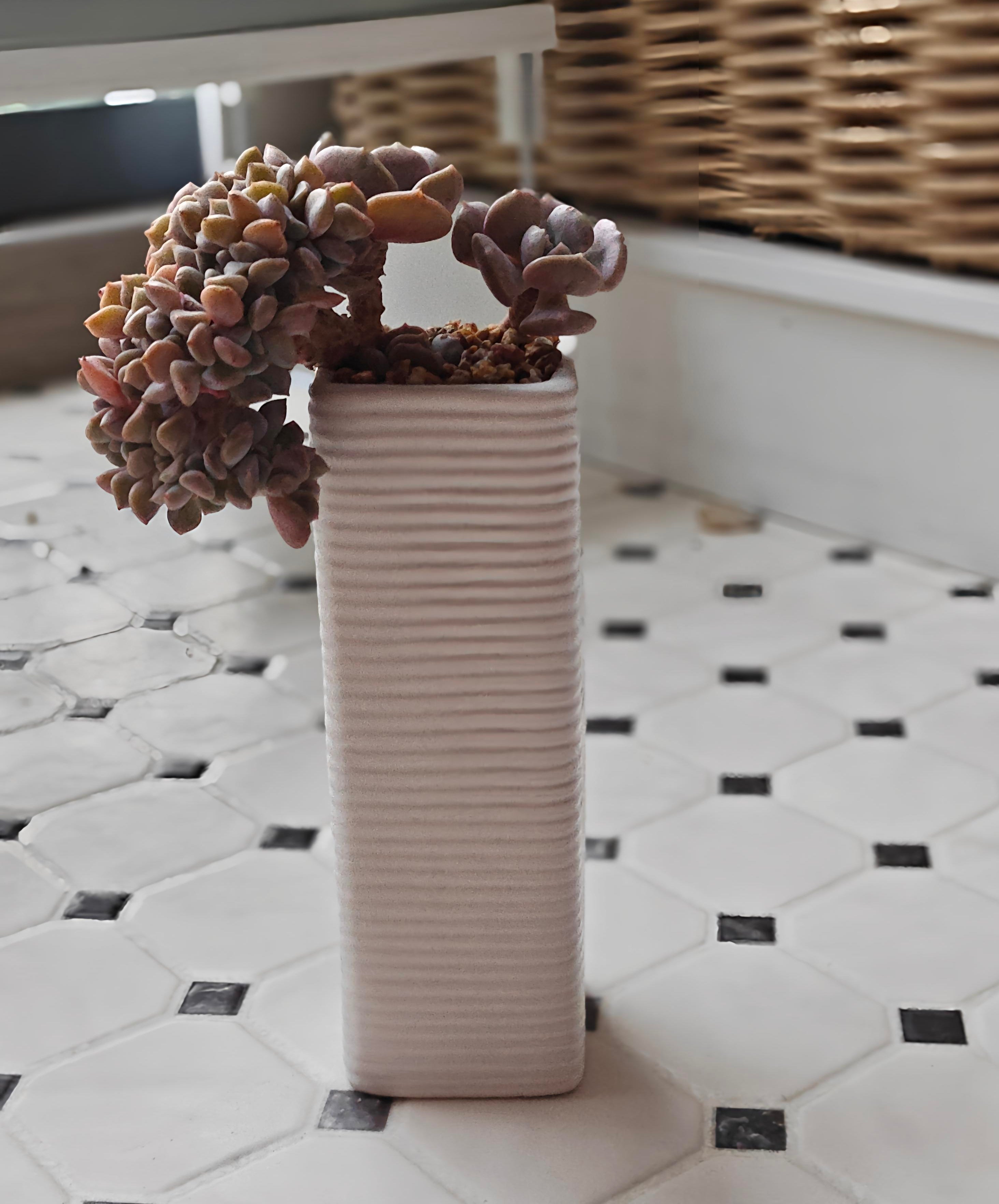 Succulent Ribbed White Planter – Echeveria 'Cubic Frost'