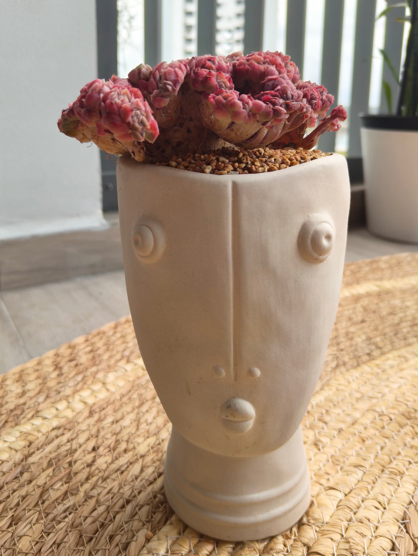 Succulent Serene Muse Face Planter – Echeveria Raspberry crested *Sales 18% - SlowBloomGreens