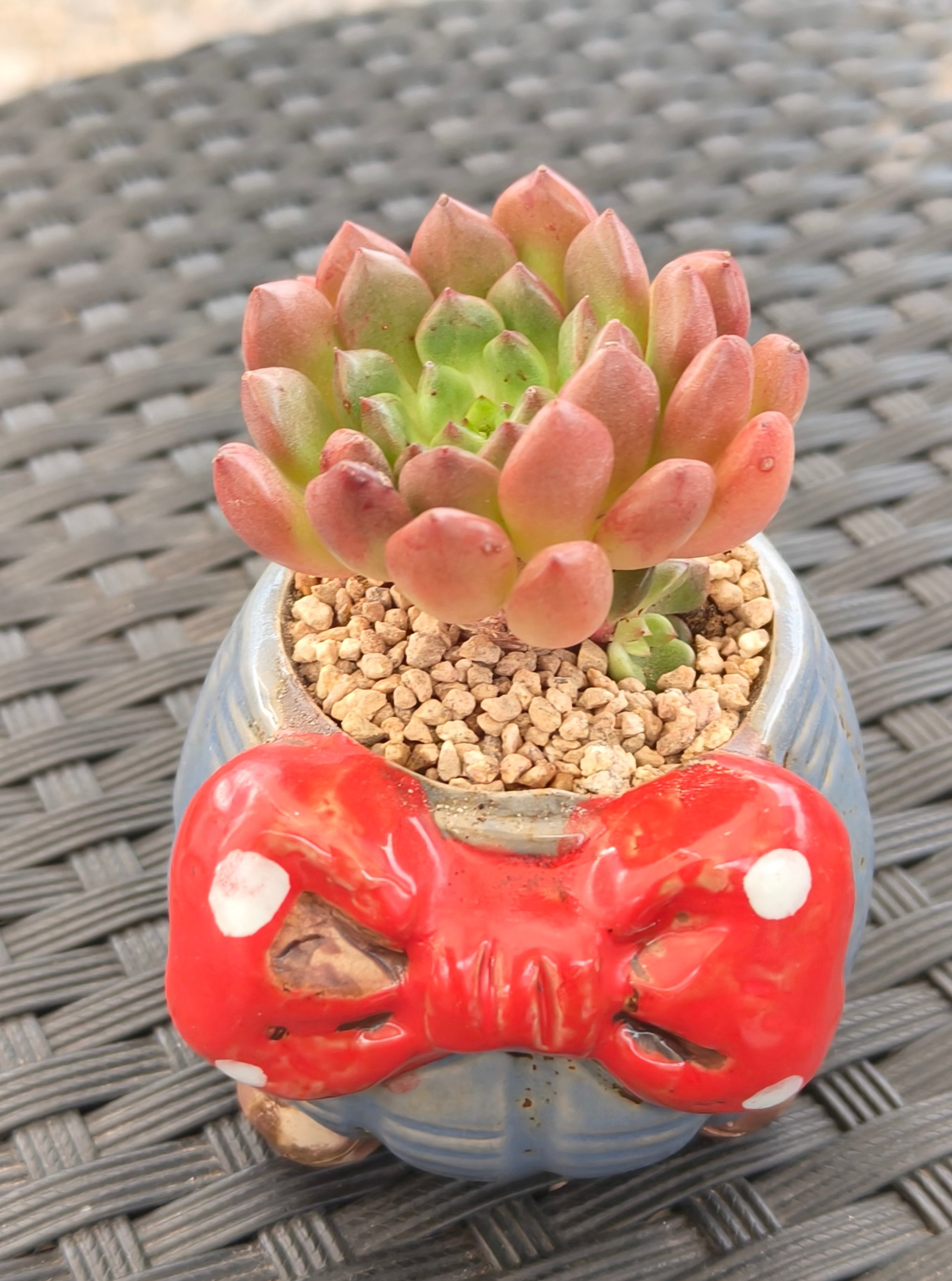 Succulent Festive Blue Red Bow Planter – Sedeveria ‘Pink Ruby’ - SlowBloomGreens